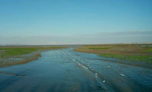 潮沟与红树林