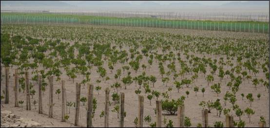 茅埏岛红树林种植和边界防护后照片