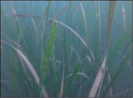 西海岸海底实地探查海草床2