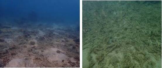 修复前－珊瑚的退化区域