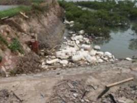 生态岸线修复前4