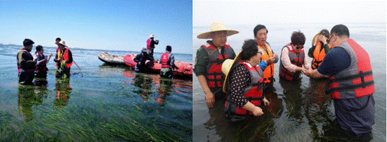 专家学者深入曹妃甸海草床调研