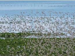湿地修复后现场飞鸟云集（右）
