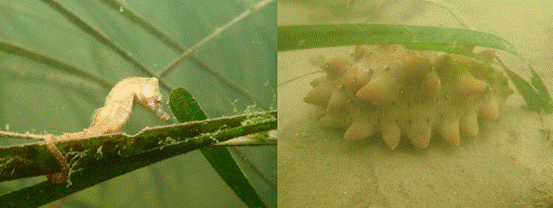 海草床吸引海洋动物前来觅食和繁殖