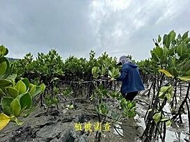 红树林碳储量调查2