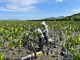 红树林碳储量调查3