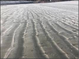 整治修复前的基湖沙滩-沙滩细化、砂质流失（左）