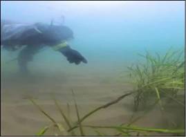 西海岸海底实地探查海草床1