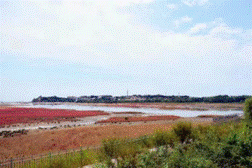 北戴河湿地修复后（右）