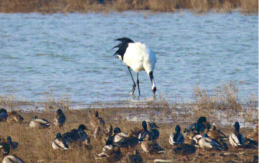 鹤立鸭群(东台)