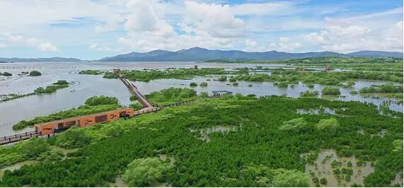 考洲洋红树林现状