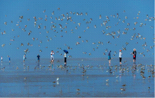 人鸟和谐幸福时光