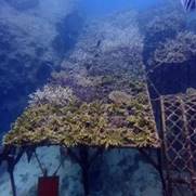 珊瑚移植后 1 个月、17个月和26个月的生长状态3