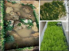 整治修复后的望海路滨海岸段—望海路生态岸线，生物多样性丰富的生态护岸（右）