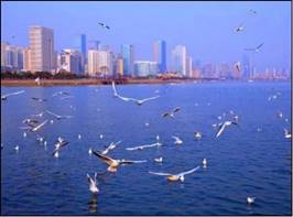 滨海湿地为鸟类等野生动物提供栖息地2