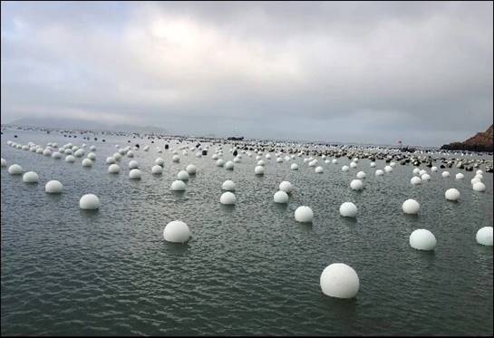 替换后的环保浮球杜绝了入海泡沫塑料污染