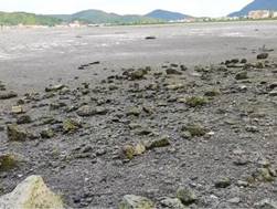 考洲洋盐洲岛周边海域红树林种植项目（左：项目实施前）