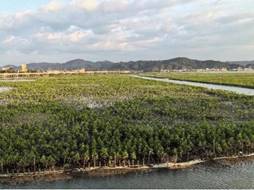 考洲洋重点海湾整治项目(右:项目实施后)