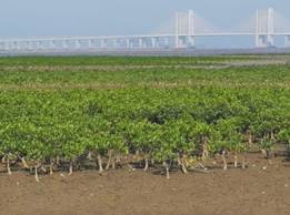 红树林修复后（右）