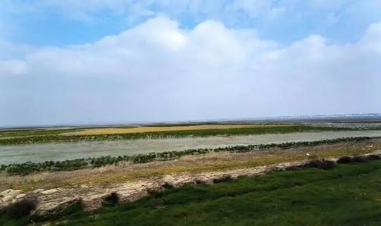 生态海堤-潮沟-红树林-鸟类栖息地干滩