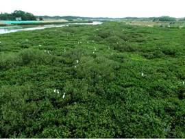 修复后的孔雀湾水清岸美3