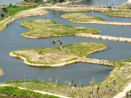 老市村修复前后：生态湿地欣欣向荣4