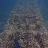 珊瑚移植后 1 个月、17个月和26个月的生长状态2