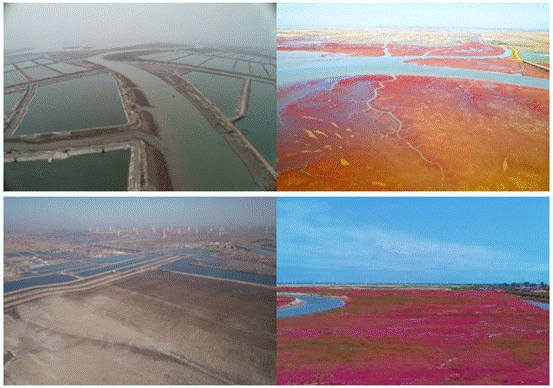 退养还湿修复前（左）后（右)