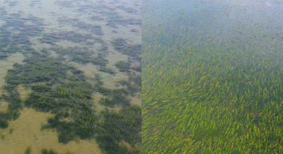 稀疏区2022年(左)与2023年(右)修复前后对比图