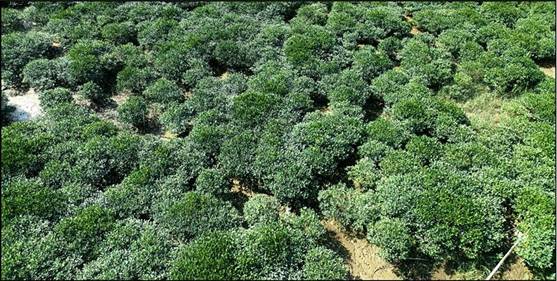 太平塘红树林补植后照片