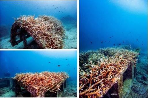 人工礁体修复退化区域后建立的珊瑚苗圃