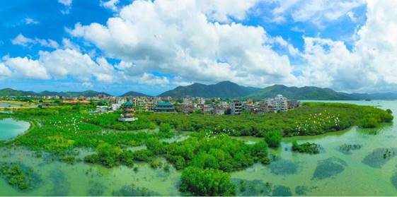 考洲洋红树林湿地百鸟齐飞