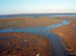 湿地修复后现场飞鸟云集(左）