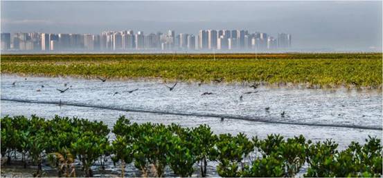 泉州湾湿地飞鸟云集