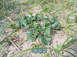 发现了国家二级保护野生植物珊瑚菜（右）