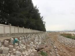 海堤生态化修复前（左）