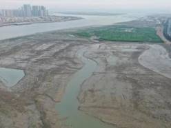 互花米草清理后（右）