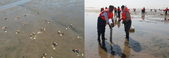 当地居民参与海草床修复