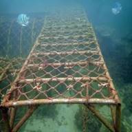 珊瑚移植后 1 个月、17个月和26个月的生长状态1