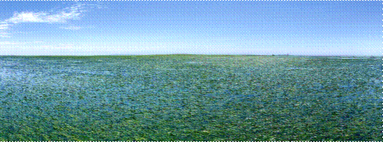 曹妃甸海草床实拍图