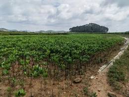 红树林种植（右）情况