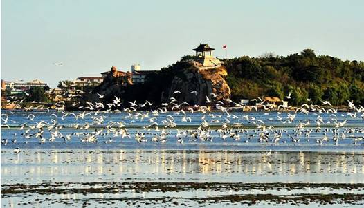 北戴河鸽子窝湿地
