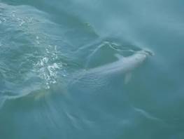 发现了国家一级保护动物江豚（左）