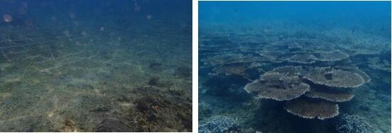 珊瑚拼台技术修复退化区域后的珊瑚群落