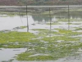 生态岸线修复前3