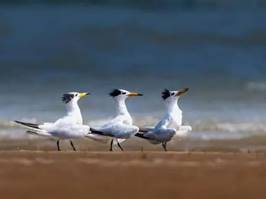 发现了国家一级保护野生动物中华凤头燕鸥（右