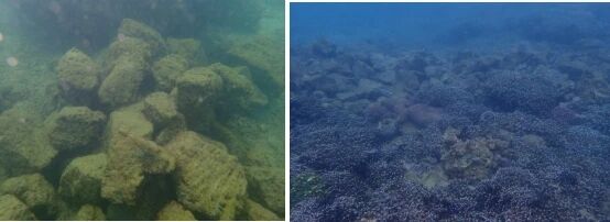 石头礁体技术修复退化区域后的珊瑚群落