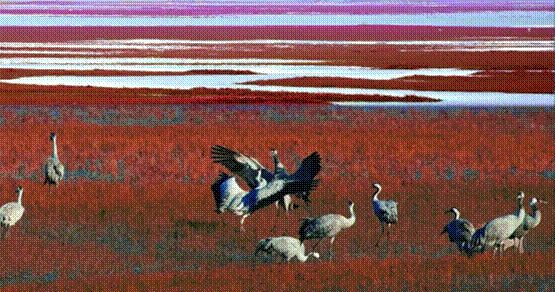 大、小凌河口湿地飞鸟云集