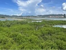 考洲洋盐洲岛周边海域红树林种植项目(右:项目实施后)