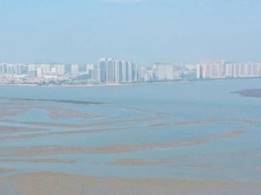 红树林修复前（左）